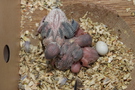 130329 --- Gruppbild av alla ungar